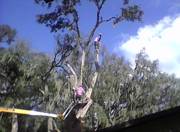 J Davis Tree Service - Brooksville, FL