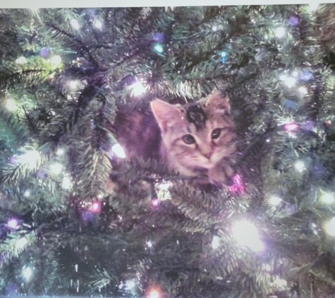 Blackman Animal Clinic PC - Jackson, MI. Audrey 4 mo. old