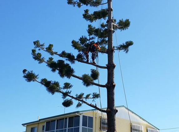 Barlows Tree Services - Frenchville, QLD