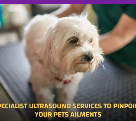 Orchard Hills Veterinary Hospital. Specialist Ultrasound Services To Pinpoint Your Pets Ailments