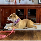 K9 AdvantEDGE Dog Training
