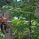 Arbor Solutions - Arborists