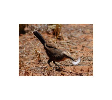 Low Ecological Services Pty Ltd - Connellan, NT