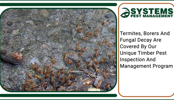 Systems Pest Management Pty Ltd - Thornleigh, NSW. Termites, Borers And Fungal Decay Are Covered By Our Unique Timber Pest Inspection And Management Program