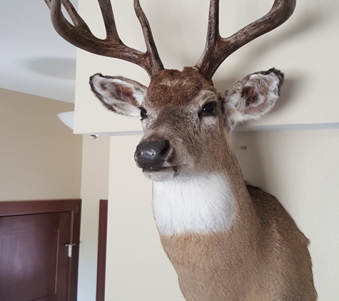 Chaney's Taxidermy - Billings, MT. 1st whitetail
Spot & Stock
Bow
70yrd shot
¼ing chest lung shot