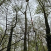 Friendly Tree Service Inc gallery