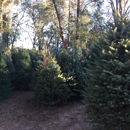 Santa's Christmas Tree Forest - Christmas Trees