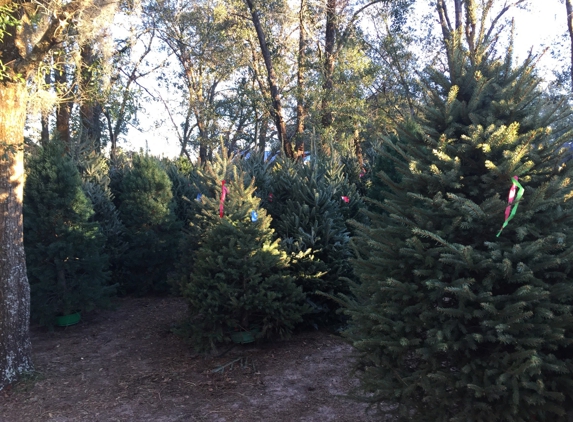 Santa's Christmas Tree Forest - Eustis, FL