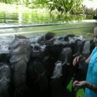 Texas Fresh Water Fisheries Center