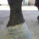 Christian Nicklas Farrier Service - Blacksmiths