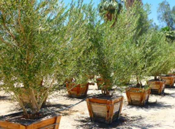 Roadrunner Tree Farm & Casa Del Zorro Nursery - Borrego Springs, CA