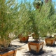 Roadrunner Tree Farm & Casa Del Zorro Nursery