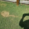Think Green Lawn Service gallery