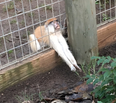 Safari West - Santa Rosa, CA. 6 month old monkey who loves to play and just wanted the weed out of grasp.