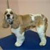 Cleburne Pet Salon gallery