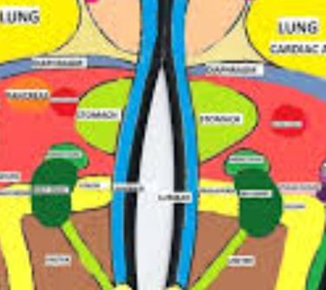 EarthEssence Natural Therapies - Newstead, TAS