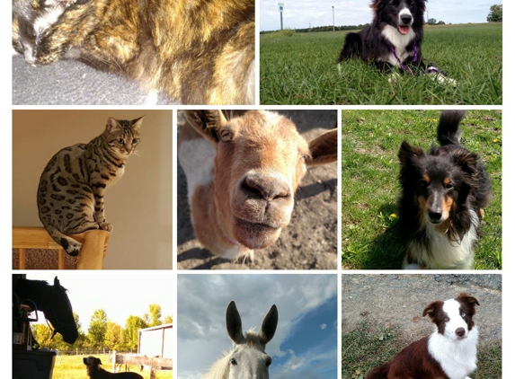 Creature Comforts Animal Care, LLC - Mentor, OH