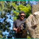 A Affordable Arbor Care - Tree Service