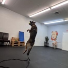 Off Leash K9 Training Toledo