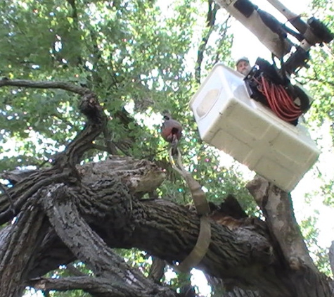 Mann's Tree Service