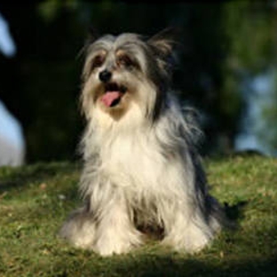 Latrobe Veterinary Group - Traralgon, VIC