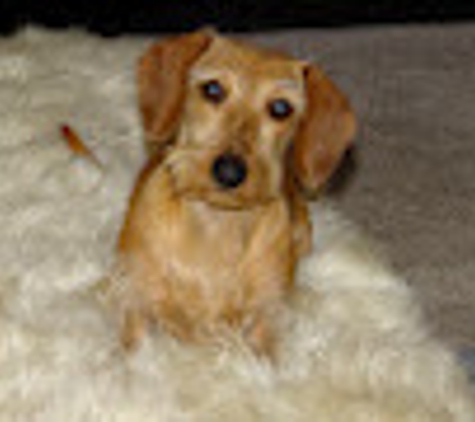 Carter's Dachshunds - Lumberton, NC