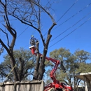 Centex Tree Solutions - Tree Service
