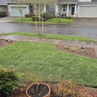 NOOSH Stump Removal & Landscape Restoration