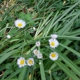 Clegg Memorial Garden