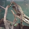 Reptile & Amphibian Discovery gallery