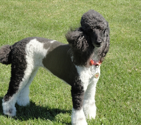 Grapevine Grooming Shop - York, PA