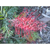 Gallery Image Number 1