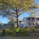 Farage Tree & Stump Removal - Arborists