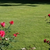 Custom Sod & Irrigation gallery