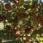 Awes Apple Orchard