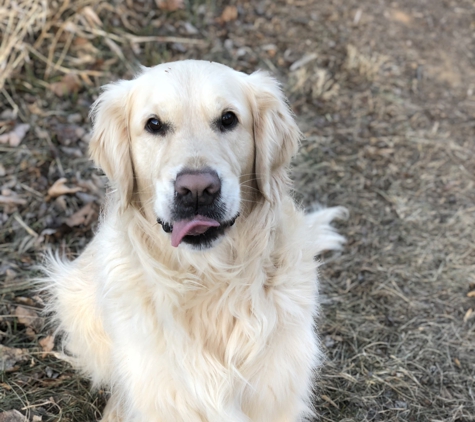 Mountain Run Kennel - Culpeper, VA. Luke loves Mountain Run kennel!