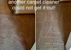 The 8 Best Carpet Cleaning Companies Of 2020