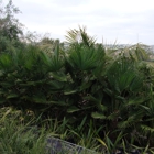 Discovery Island Palms