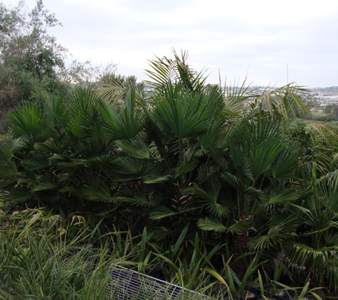 Discovery Island Palms - San Marcos, CA