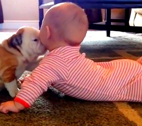 Adorable Bulldog Puppies