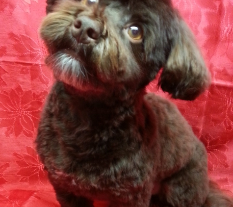 Loving & Gentle Small Dog Grooming - Kingman, AZ