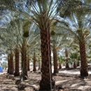 Desert Empire Palms - Nurseries-Plants & Trees