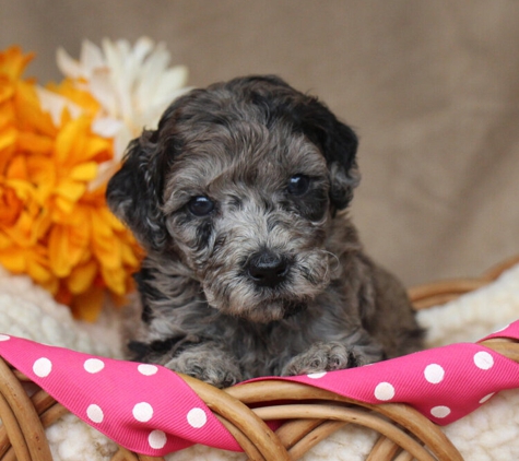 GlenEden Labradoodles - Berryville, VA