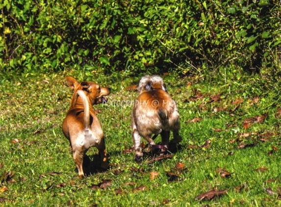 West Haven Animal Clinic - West Haven, CT. Woofie and his girlfriend running free