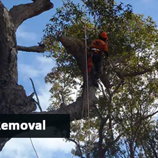 Mckill's Tree Service - Berrambool, NSW. Tree Removal