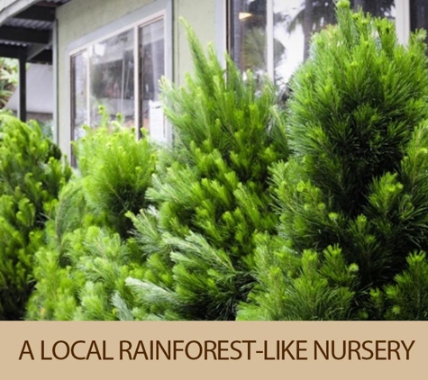 Impact Plants Nursery - Empire Bay, NSW. A local rainforest-like nursery