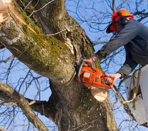 Dan Sly's Tree & Landscaping, LLC - Winchester, VA