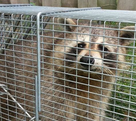 Mid Michigan Animal Control - Ionia, MI. Raccoon trapping