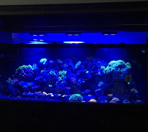 My Aquarium Guy, LLC - Allen, TX