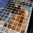 No Feline Left Behind - Public Transportation
